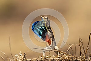 Fan-throated lizard, Sitana ponticeriana, Talegoan, Maharashtra, India