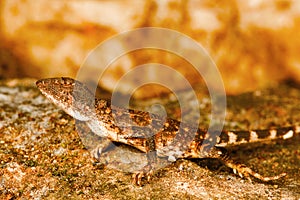 Fan throated lizard, Sitana sp., Barnawapara WLS, Chhattisgarh