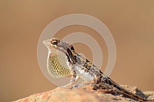 Fan throated lizard, Sitana sp, Satara, Maharashtra, India