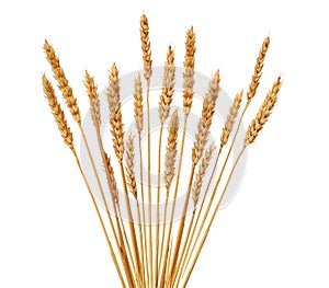 fan of wheat ears on white background