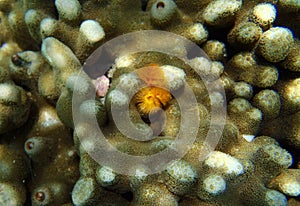 Fan worm at the bottom of tropical sea photo