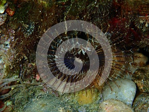 Fan worm or bristle worm Acromegalomma vesiculosum close-up undersea, Aegean Sea photo