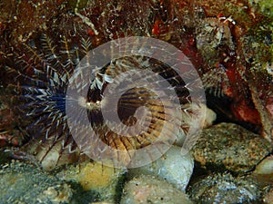 Fan worm or bristle worm Acromegalomma vesiculosum close-up undersea, Aegean Sea photo