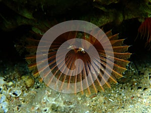 Fan worm or bristle worm Acromegalomma vesiculosum close-up undersea, Aegean Sea photo