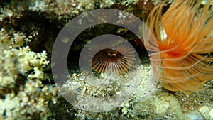 Fan worm or bristle worm Acromegalomma vesiculosum undersea, Aegean Sea photo