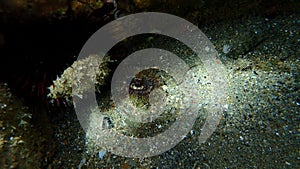 Fan worm or bristle worm Acromegalomma vesiculosum undersea, Aegean Sea photo