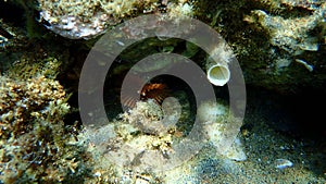 Fan worm or bristle worm Acromegalomma vesiculosum undersea, Aegean Sea photo