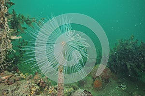 Fan worm in murky harbor photo