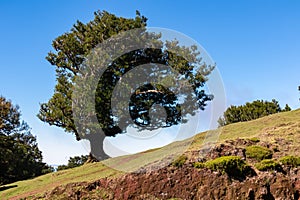 Fanal - Evergreen laurel trees (Ocotea foetens) in ancient subtropical Laurissilva forest of Fanal, Madeira island
