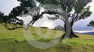 Fanal forest on Madeira island