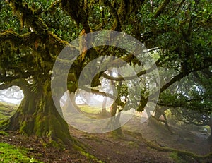 Fanal forest old mystical tree on Madeira island