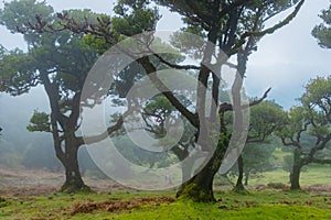 Fanal forest old mystical tree on Madeira island