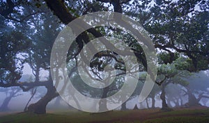 Fanal forest , old mystical tree in Madeira island, Unesco