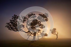 Fanal forest , old mystical tree in Madeira island, Unesco