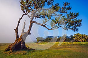 Fanal forest , old mystical tree in Madeira island, Unesco