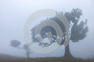 Fanal forest , old mystical tree in Madeira island, Unesco