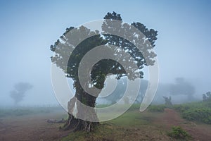 Fanal forest , old mystical tree in Madeira island, Unesco