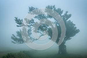 Fanal forest , old mystical tree in Madeira island, Unesco