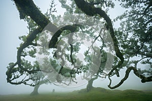 Fanal forest , old mystical tree in Madeira island, Unesco