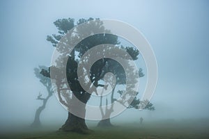 Fanal forest , old mystical tree in Madeira island, Unesco