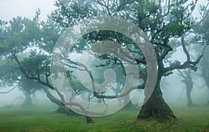 Fanal forest , old mystical tree in Madeira island, Unesco