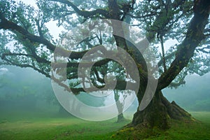 Fanal forest , old mystical tree in Madeira island, Unesco