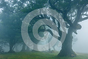 Fanal forest , old mystical tree in Madeira island, Unesco