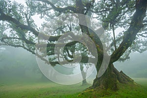 Fanal forest , old mystical tree in Madeira island, Unesco