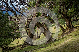 Fanal old forest and popular hiking spot at Madeira island