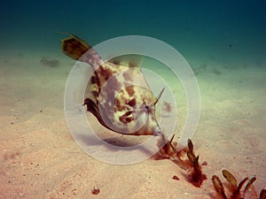 Fanbelly Leatherjacket photo