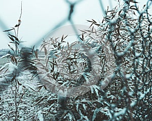 Fance with snow and plants photo