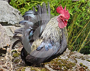 Fancy Bantam rooster