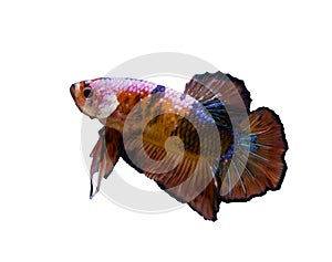 Betta fighting fish isolated in white background