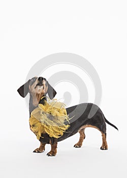 Fancy black dachshund with gold feathery collar looking up at negative space