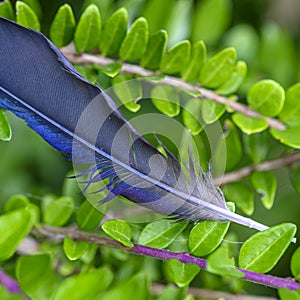 fancy blue bird feather lying on a bush in a garden
