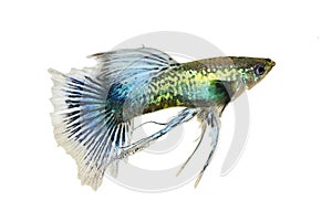 Fancy Blue Guppy fish aquarium fish Male Poecilia reticulata colorful freshwater fish