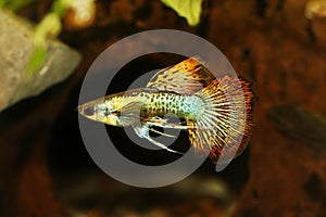 Fancy Blue Guppy fish aquarium fish Male Poecilia reticulata colorful freshwater fish