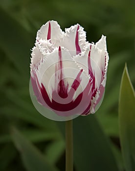 Fancy Burgundy Streaked White Tulip With Frilly Edges photo