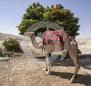 A Fancy Camel in Israel