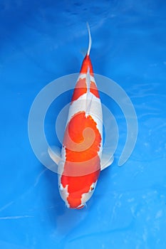 Fancy carp fish in chamber