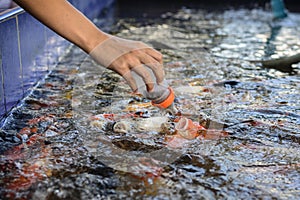 Fancy carp fish,Feeding carp