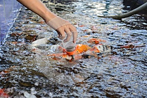 Fancy carp fish,Feeding carp