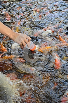 Fancy carp fish,Feeding carp