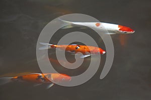 Fancy carp fish or Koi fish / black , orange, white , red