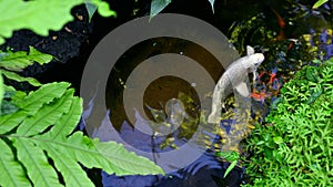 Fancy carp fish or Koi fish in the pond. The aquatic animals in water