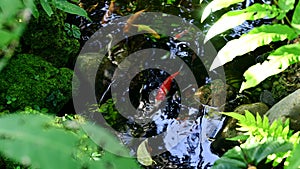 Fancy carp fish or Koi fish in the pond. The aquatic animals in water at botanic