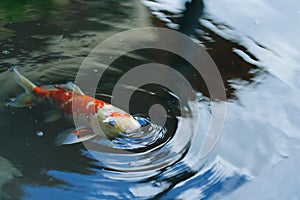Fancy carp fish in the pool