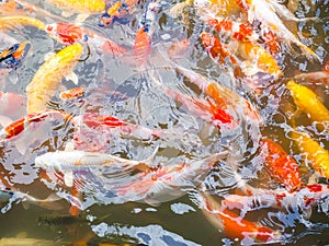 Fancy carp or Koi fish.