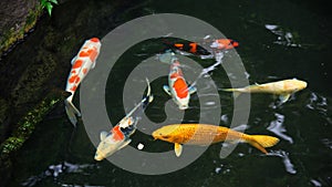 Fancy carp or koi fish