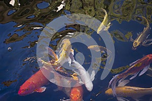 Fancy carp or Koi fish swimming at water pond in the garden of chinese garden